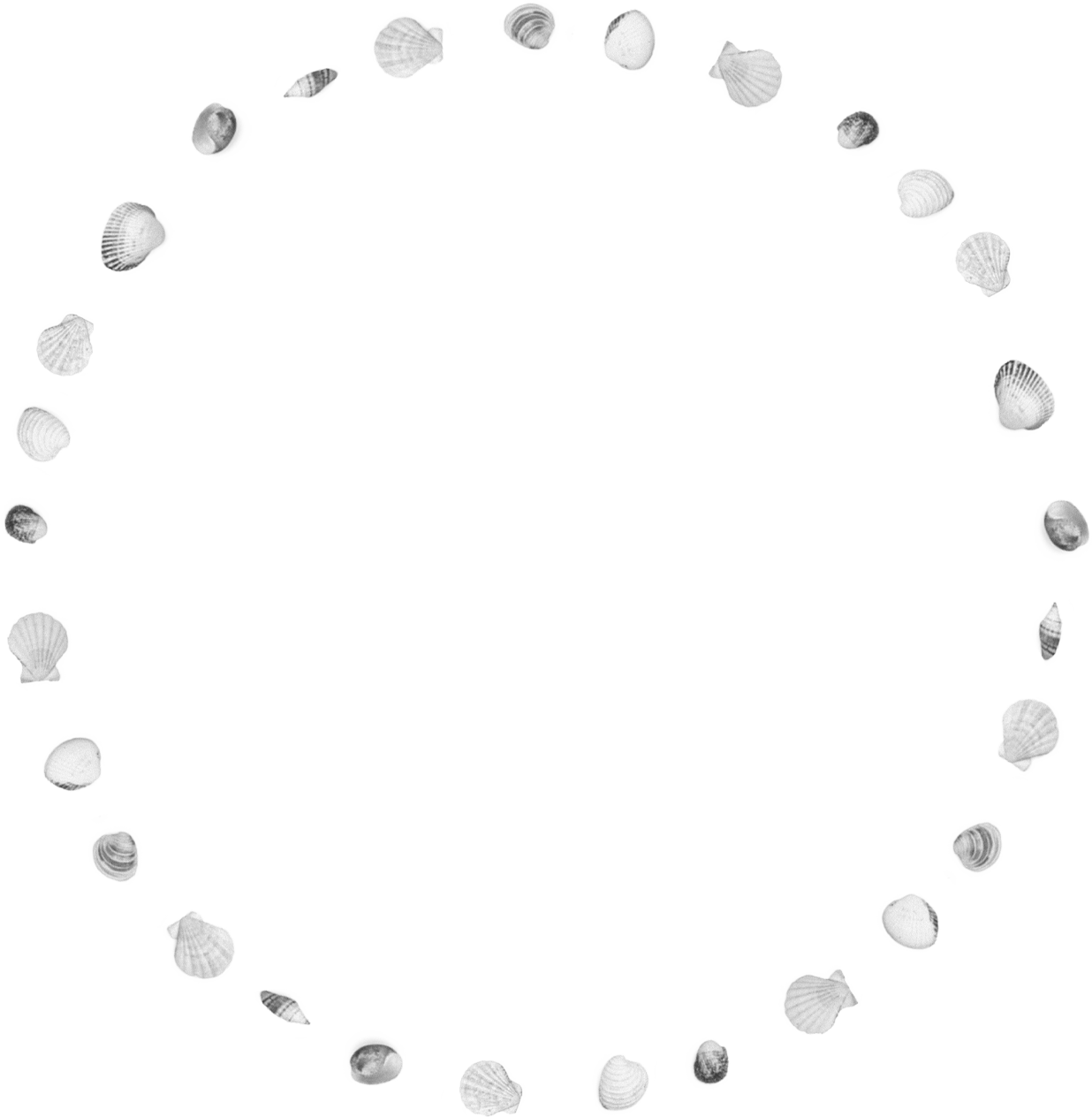 shells